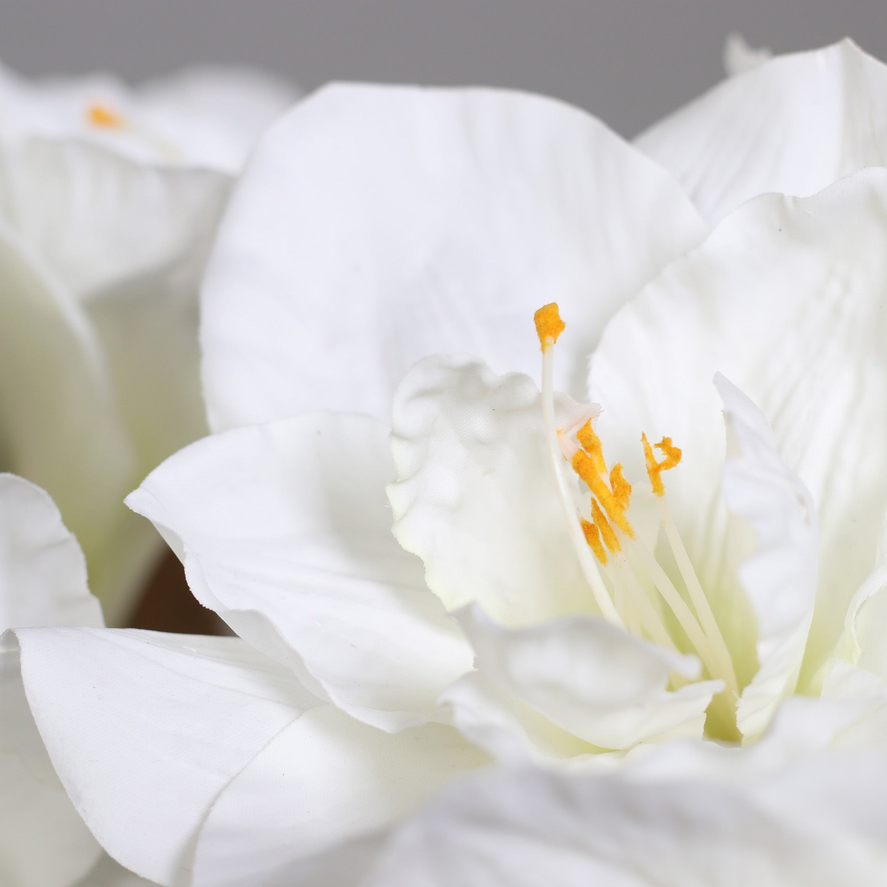 Aranjament premium cu Amaryllis alb in vaza de sticla cu apa artificiala, 50 cm