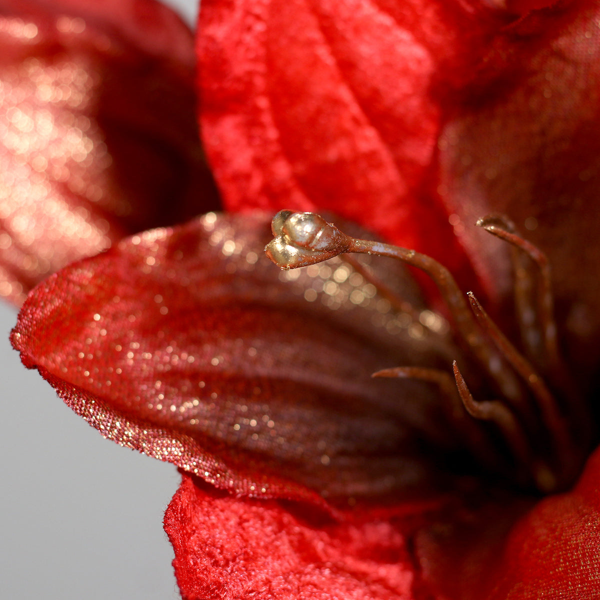 Amaryllis rosu fir, 58 cm