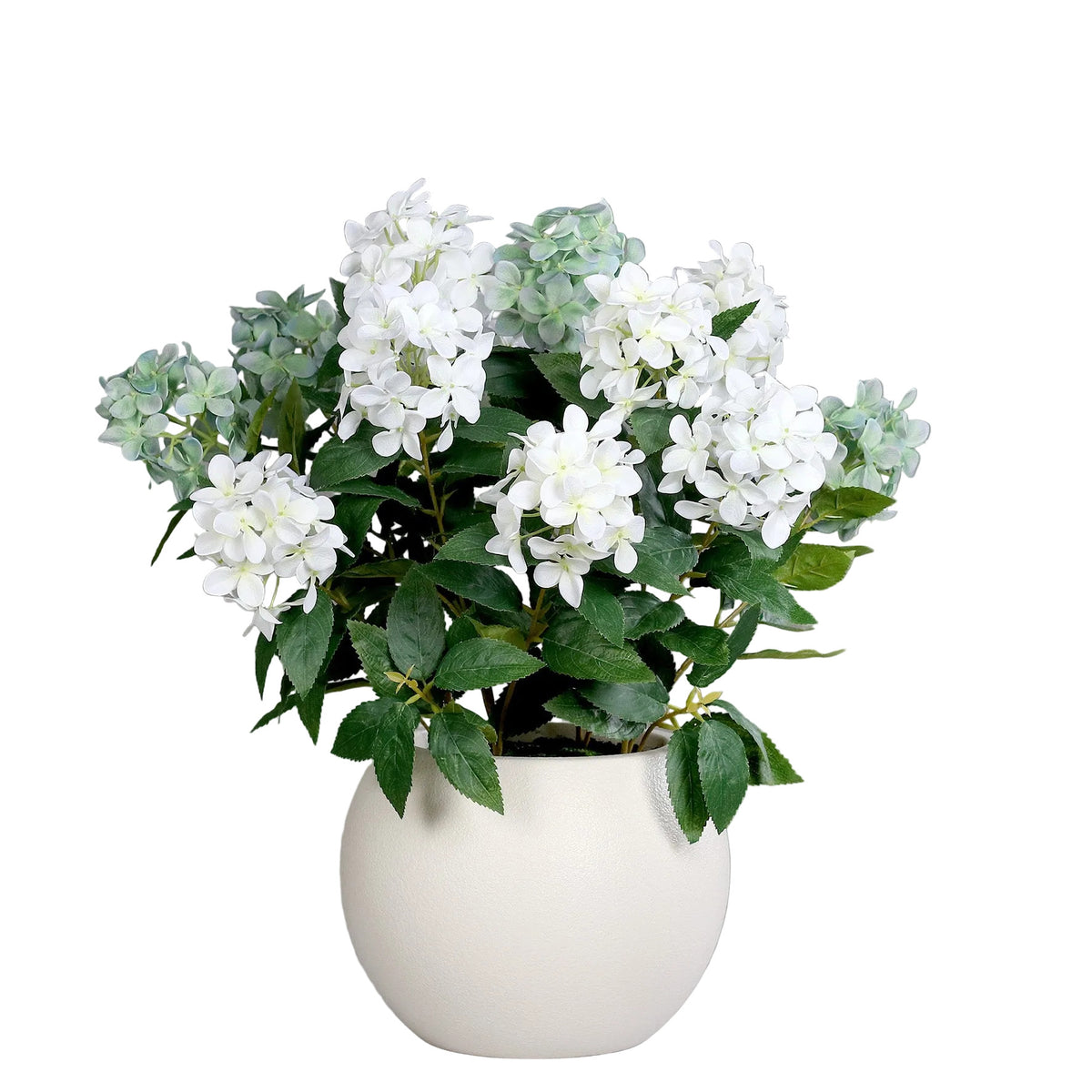 Aranjament floral cu hortensii crem si albe in vas alb de plastic