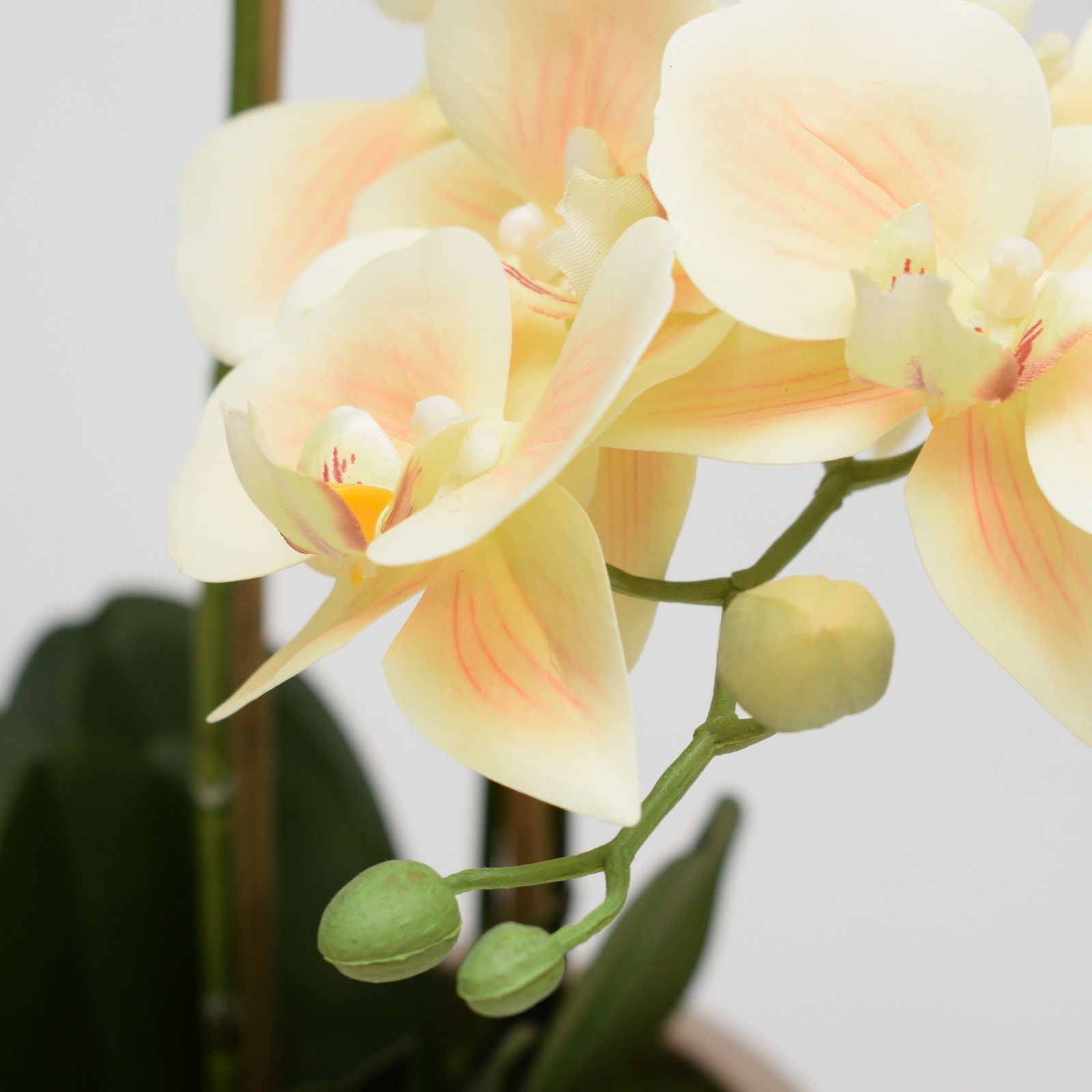 Orhidee artificiala Phalaenopsis crem cu aspect 100% natural in vas ceramic, 70 cm