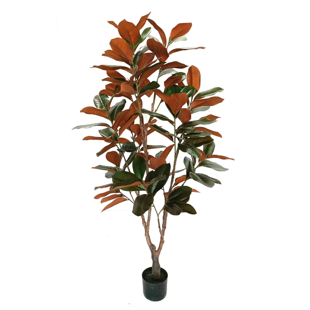 Planta decorativa Magnolia Grandiflora in ghiveci de plastic, 150 cm