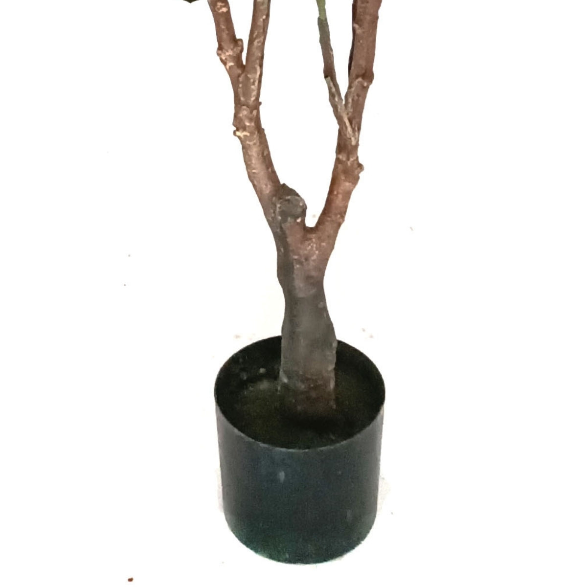 Planta decorativa Magnolia Grandiflora in ghiveci de plastic, 150 cm