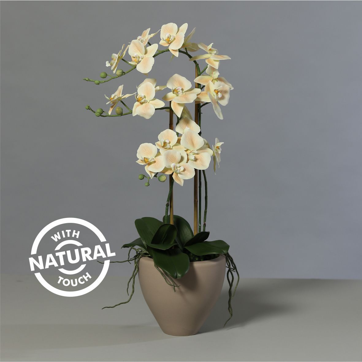 Orhidee artificiala Phalaenopsis crem cu aspect 100% natural in vas ceramic, 70 cm