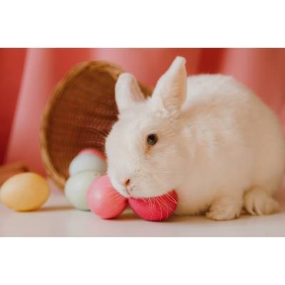 Iepurașul de Paște: de unde vine legenda și ce semnificație are