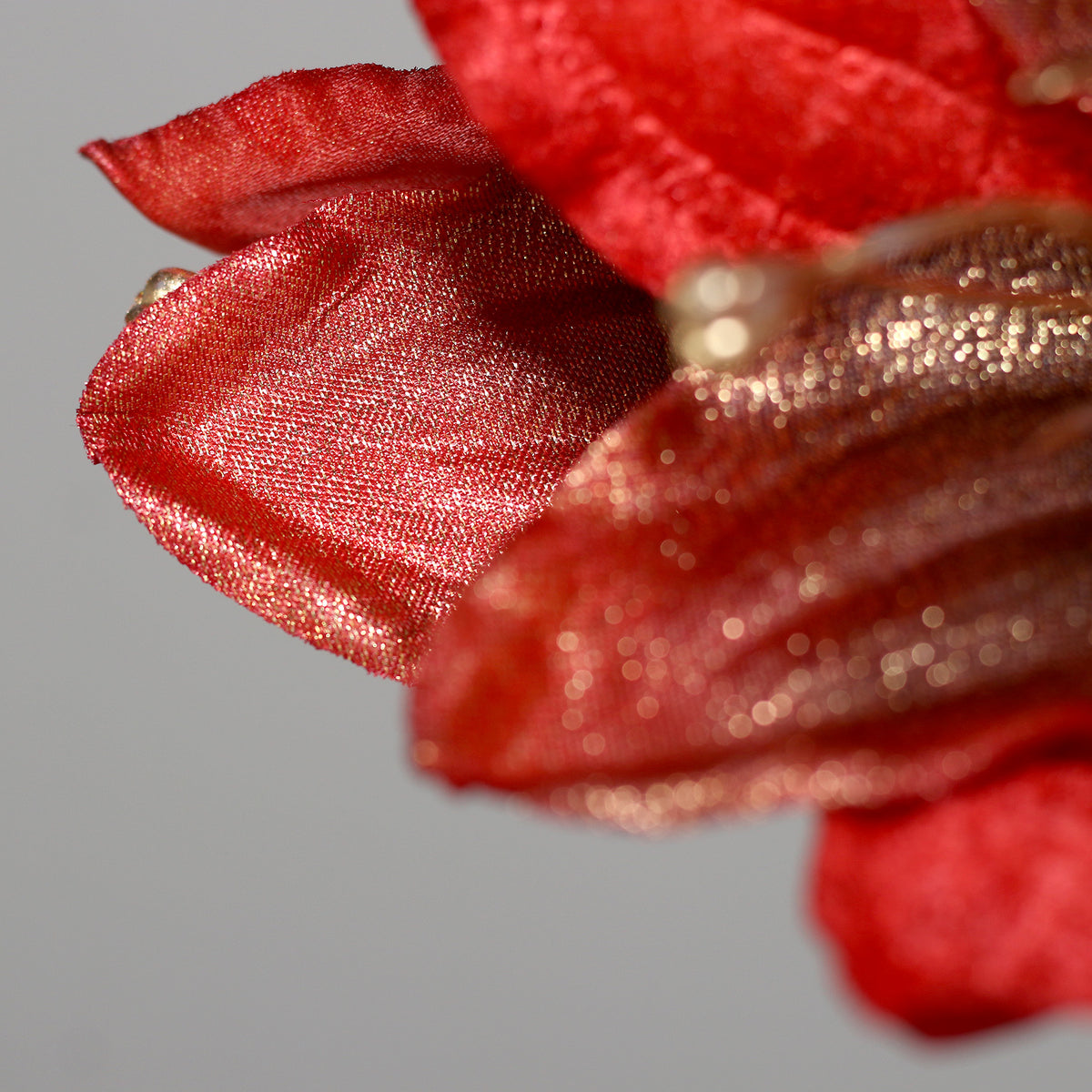 Amaryllis rosu fir, 58 cm