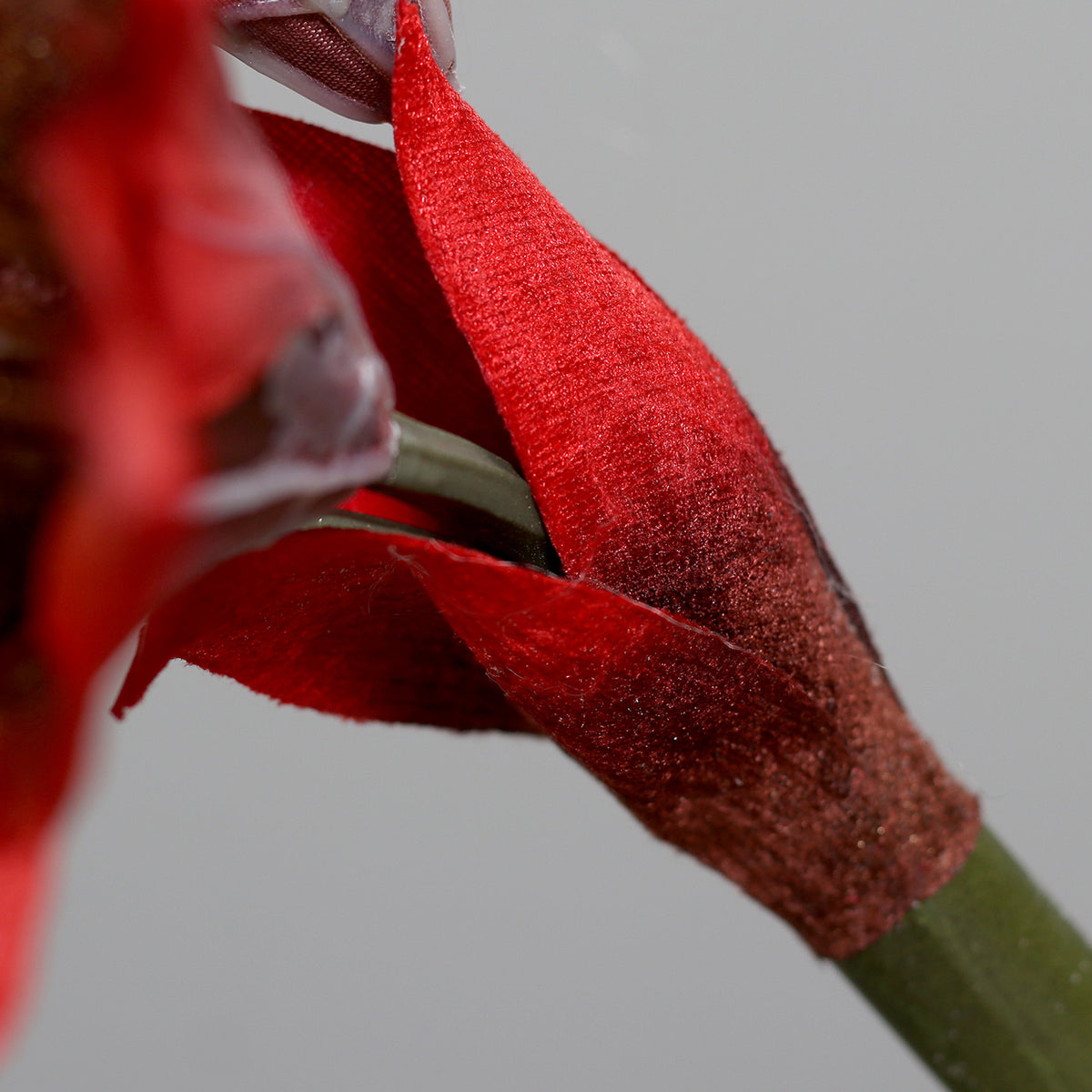 Amaryllis rosu fir, 58 cm