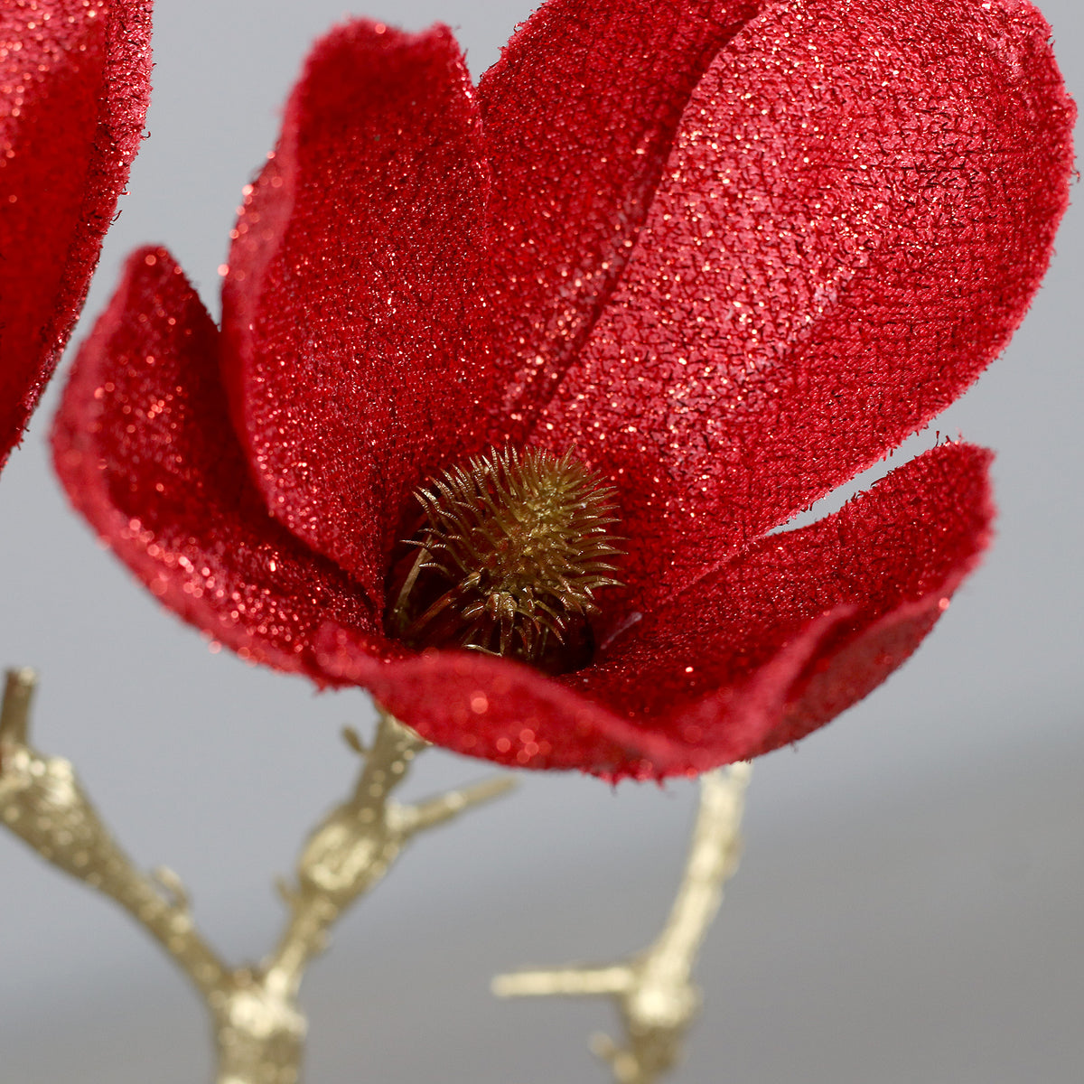 Magnolie rosie fir, 26 cm