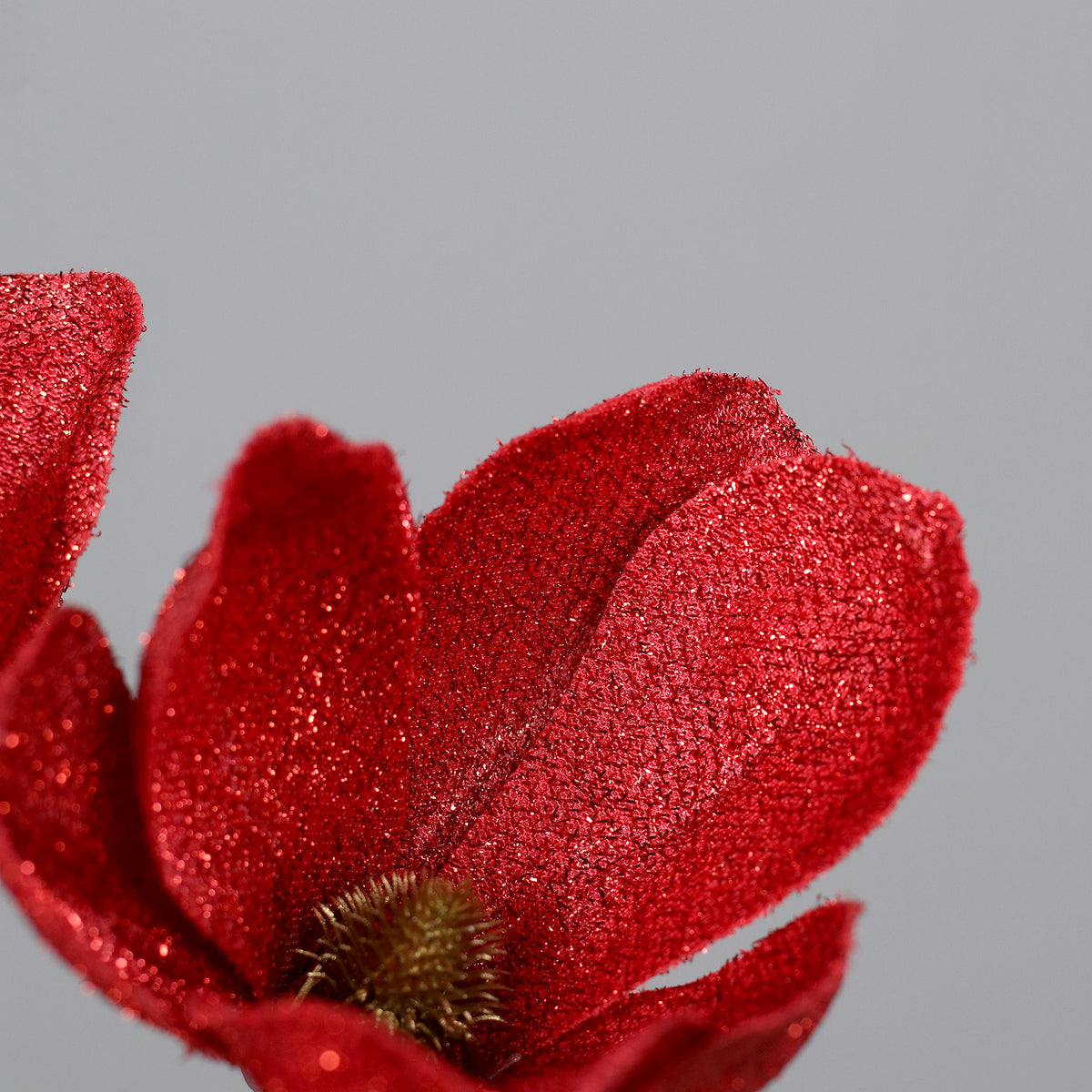 Magnolie rosie fir, 26 cm