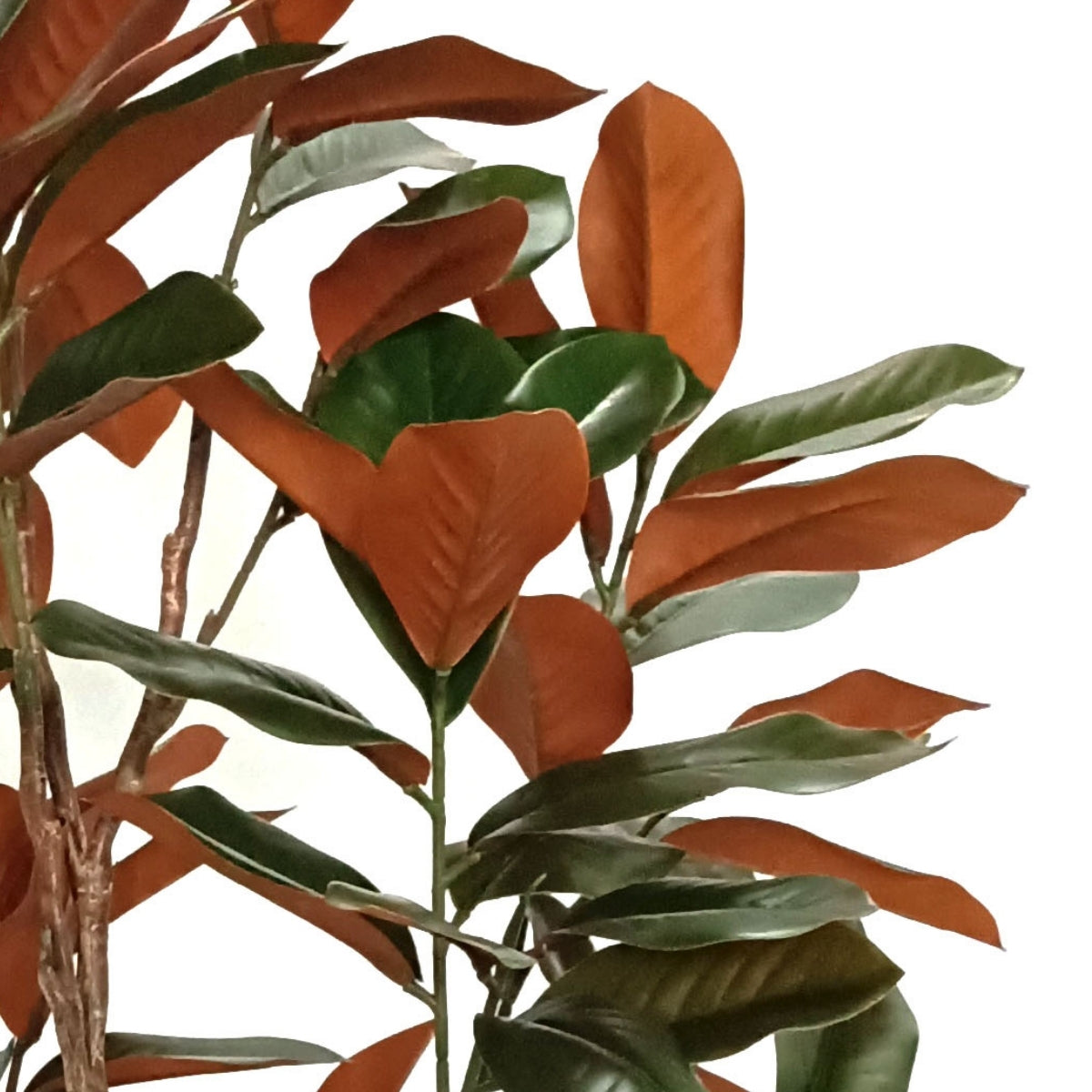 Planta decorativa Magnolia Grandiflora in ghiveci de plastic, 150 cm