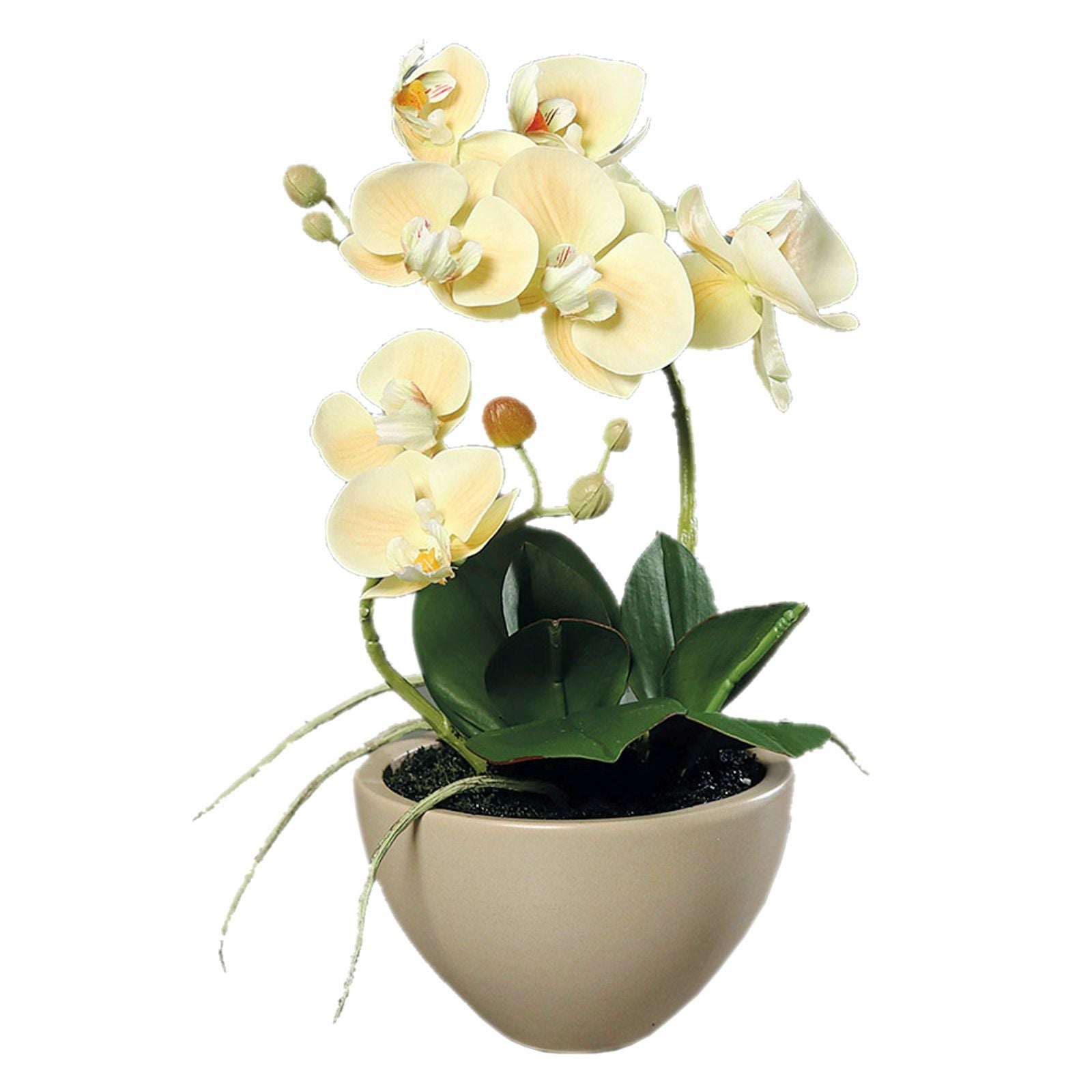 Orhidee artificiala Phalaenopsis crem in vas ceramic, 30 cm