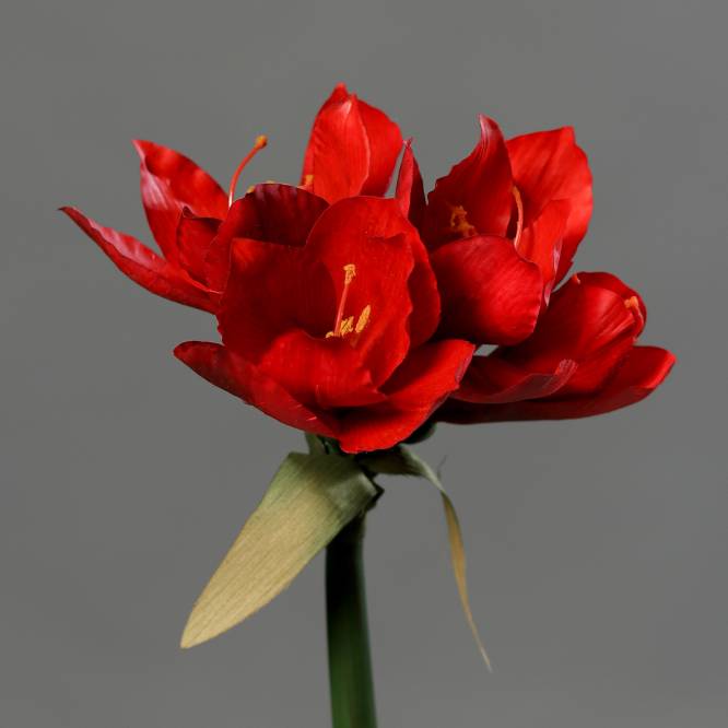 Amaryllis artificial la fir, rosu, 30 cm