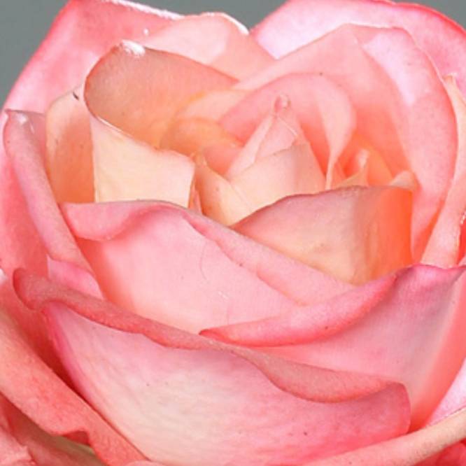 Trandafir artificial la fir, culoare roz, 66 cm