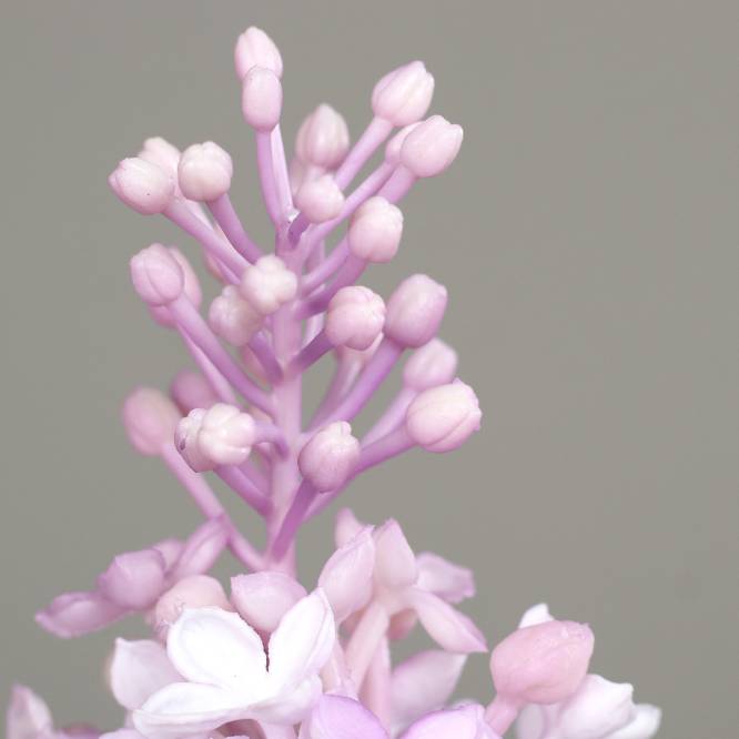 Liliac artificial la fir, culoare mov, 70 cm