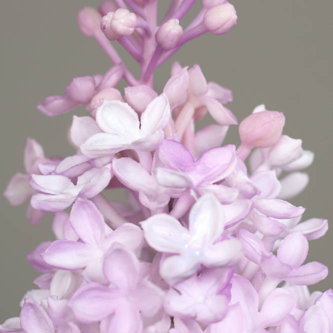 Liliac artificial la fir, culoare mov, 70 cm