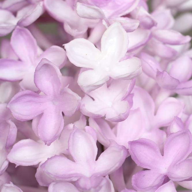 Liliac artificial la fir, culoare mov, 70 cm