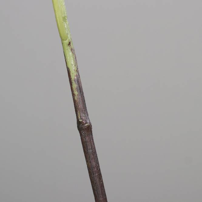 Liliac artificial la fir, culoare mov, 70 cm