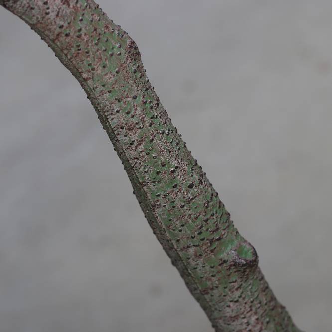 Arbust decorativ artificial maslin cu fructe in ghiveci de plastic negru, 150 cm