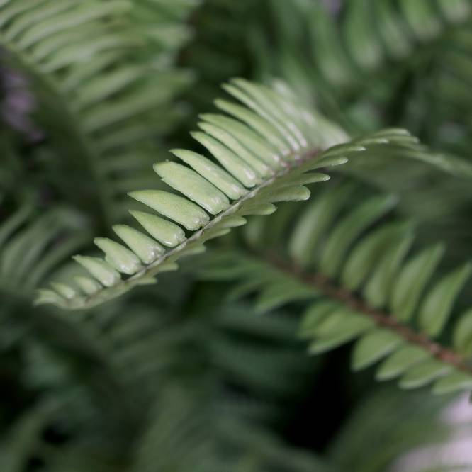 Feriga artificiala in tufa, in vas alb de plastic, 70 cm