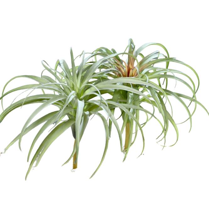 Set doua plante artificiale decorative verzi 26 cm