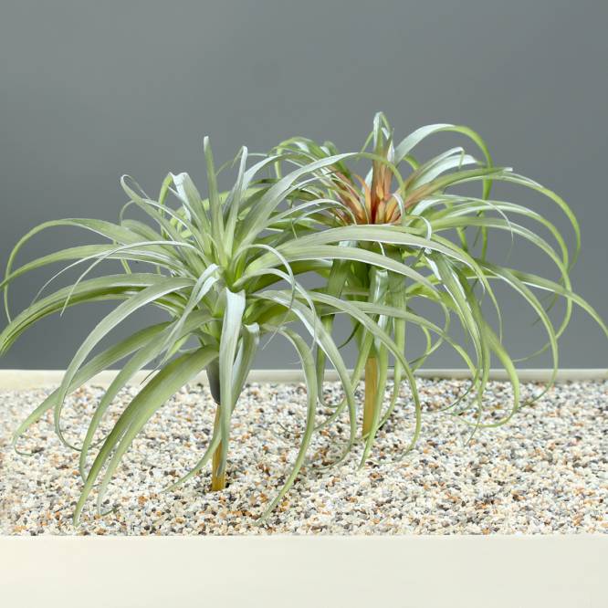 Set doua plante artificiale decorative verzi 26 cm