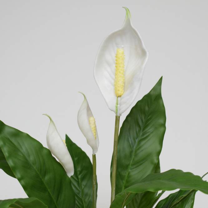 Spathiphyllum in ghiveci 60 cm