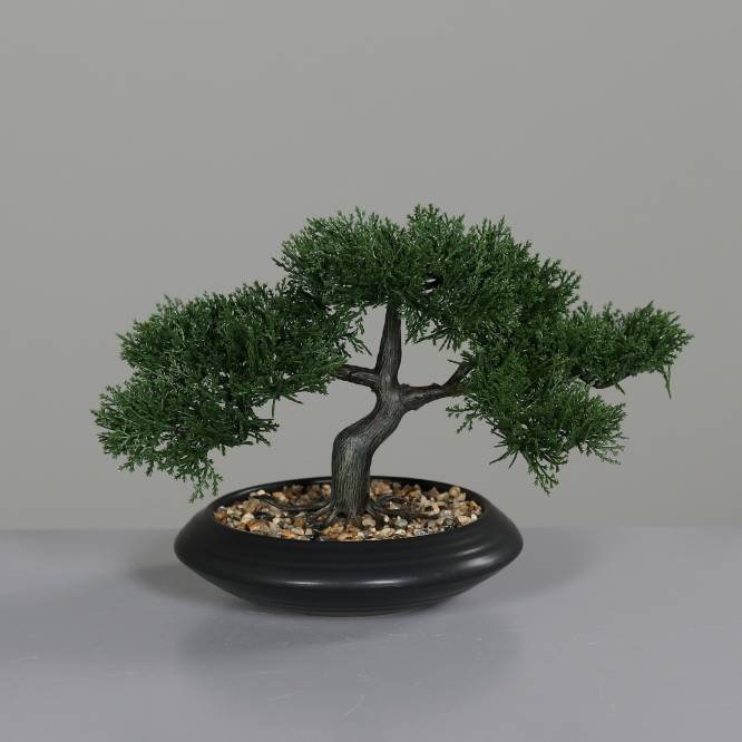 Bonsai pin in vas ceramic negru 20 cm