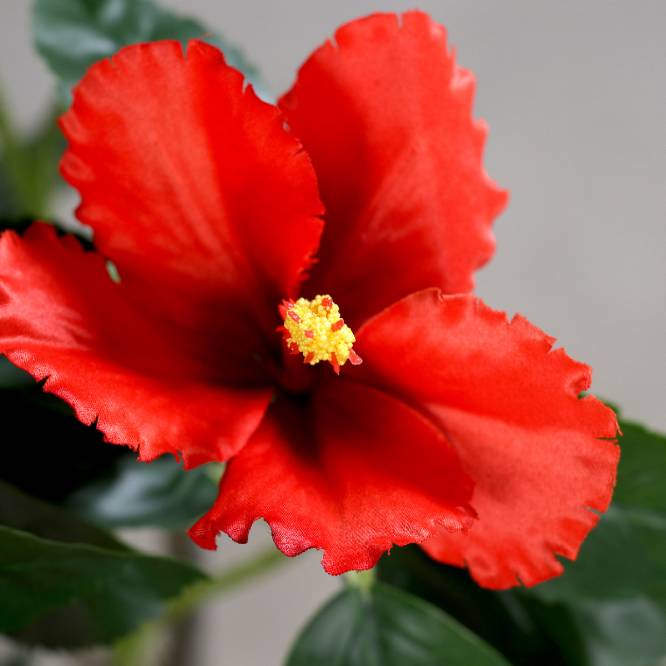 Planta decorativa trandafir japonez artificial rosu in ghiveci de plastic, 120 cm