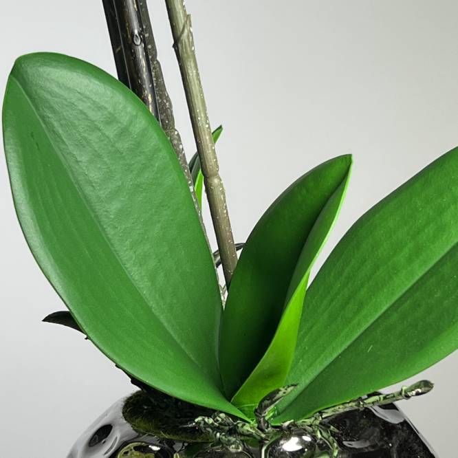 Orhidee artificiala vernil aspect 100% natural 50 cm