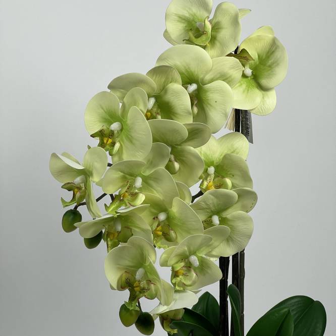 Orhidee artificiala vernil aspect 100% natural 50 cm