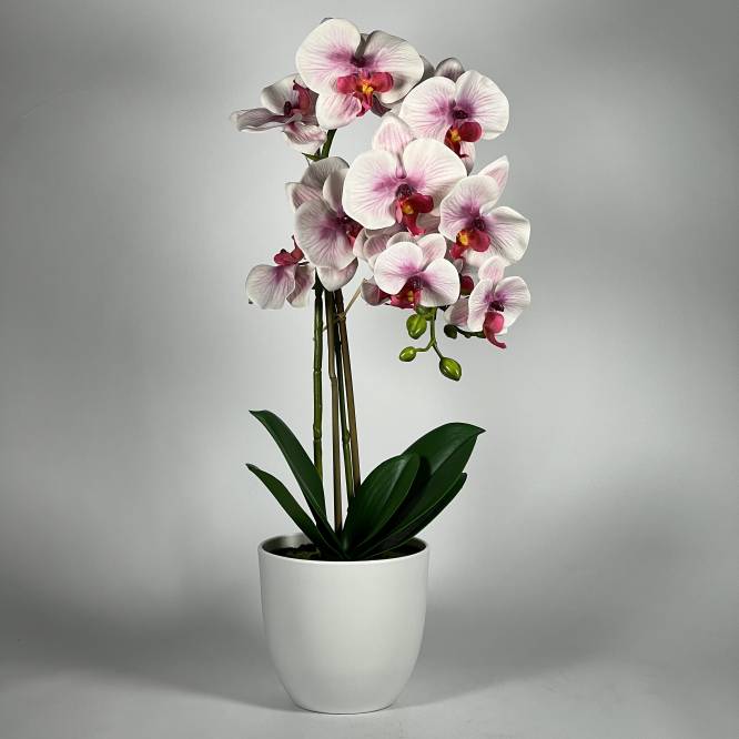 Orhidee artificiala alb cu roz in vas de plastic 53 cm