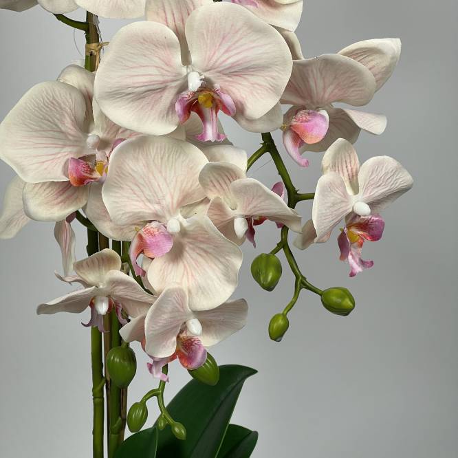Orhidee artificiala alb rozaliu in vas de plastic 53 cm