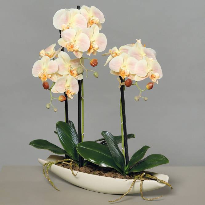 Orhidee artificiala crem cu aspect 100% natural vas barcuta 50 cm