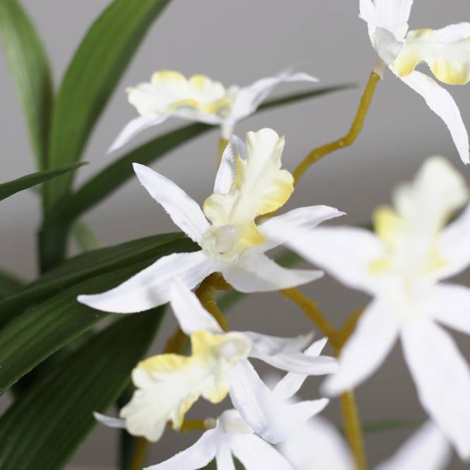 Aranjament cu orhidee artificiala Spider alba in vas ceramic, 35 cm