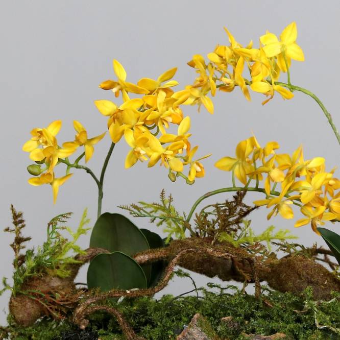 Aranjament artificial cu orhidee galbena, pe suport lemnos cu muschi, 50 cm