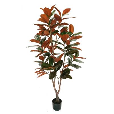 Planta decorativa Magnolia Grandiflora in ghiveci de plastic, 150 cm