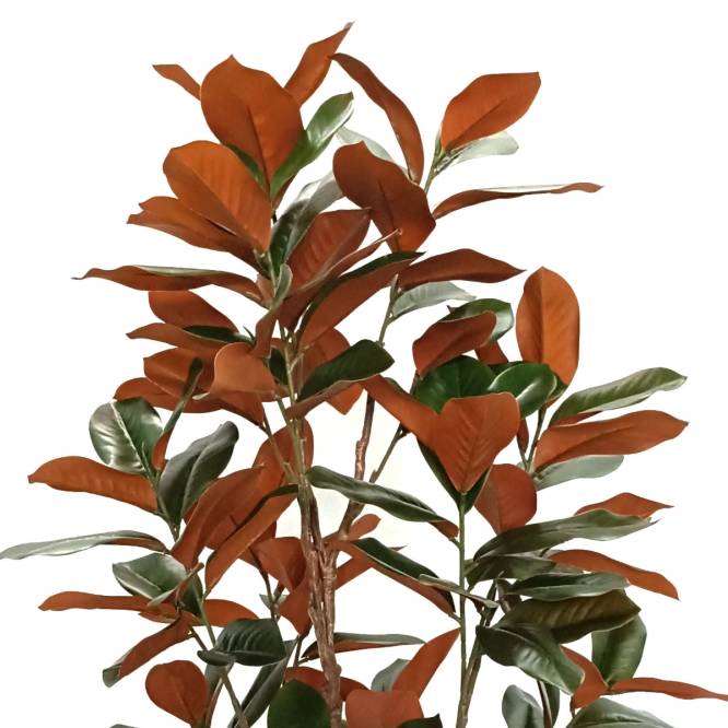 Planta decorativa Magnolia Grandiflora in ghiveci de plastic, 150 cm