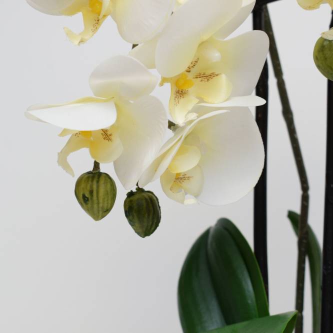 Orhidee artificiala  Phalaenopsis alba cu aspect 100% natural in bila de pamant, 55 cm