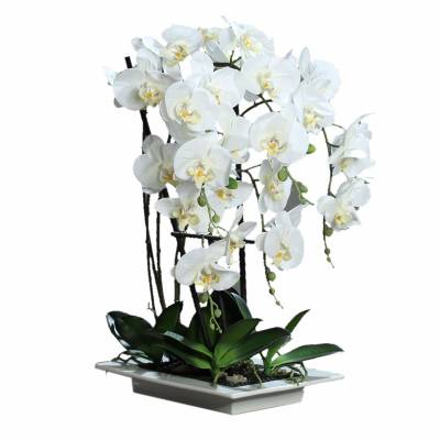 Orhidee artificiala Phalaenopsis Fresh alba cu aspect 100% natural in vas ceramic ,  62 cm