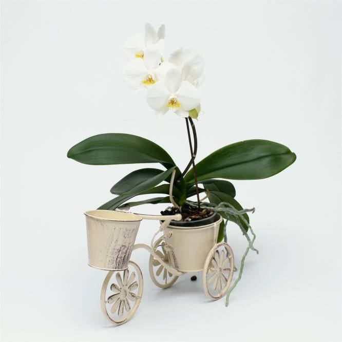 Suport flori metalic bicicleta pentru 2 ghivece