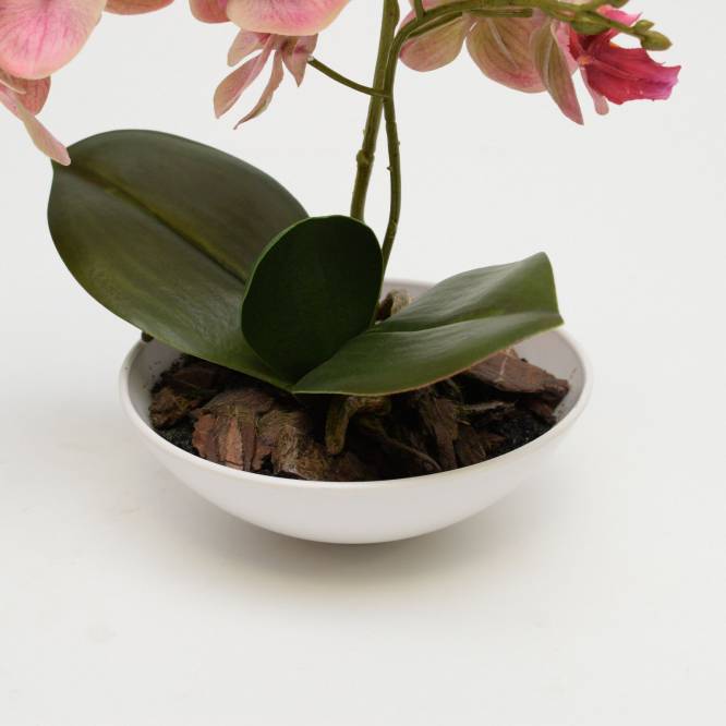 Orhidee roz Phalaenopsis in vas ceramic alb, 25 cm