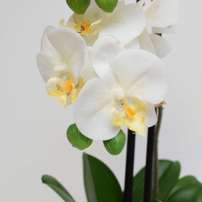 Orhidee artificiala Phalaenopsis alba cu aspect 100% natural in vas ceramic, 50 cm