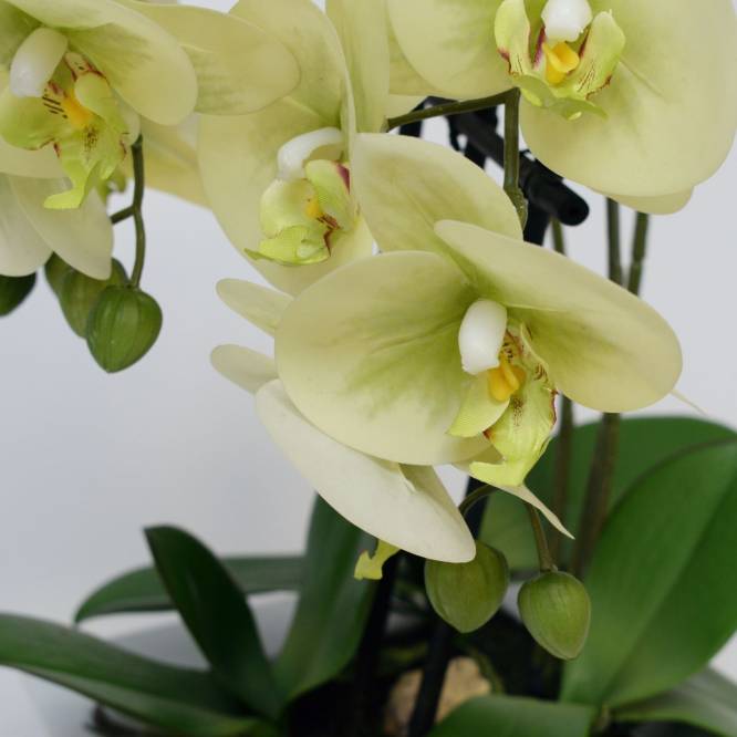 Orhidee artificiala Phalaenopsis Fresh vernil cu aspect 100% natural in vas ceramic, 46 cm