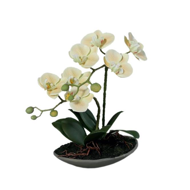 Orhidee artificiala Phalaenopsis crem  cu aspect 100% natural in vas ceramic, 30 cm