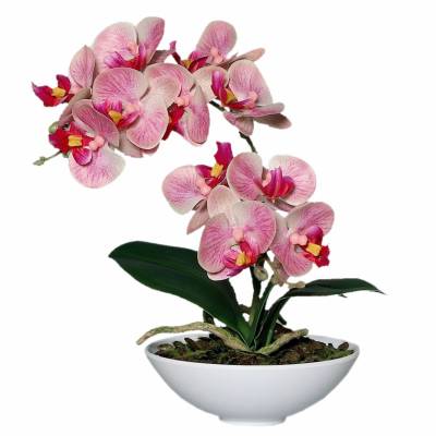 Orhidee roz Phalaenopsis in vas ceramic alb, 25 cm