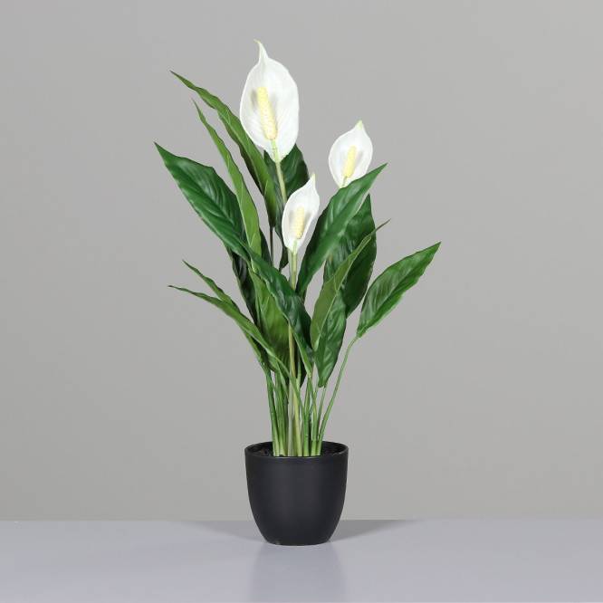 Spathiphyllum in ghiveci 60 cm