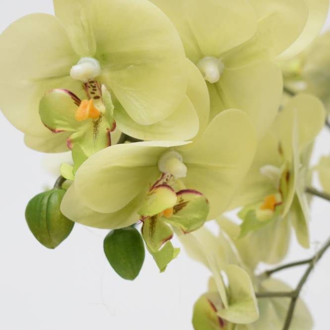 Orhidee artificiala Phalaenopsis vernil cu aspect 100% natural in vas ceramic, 50 cm