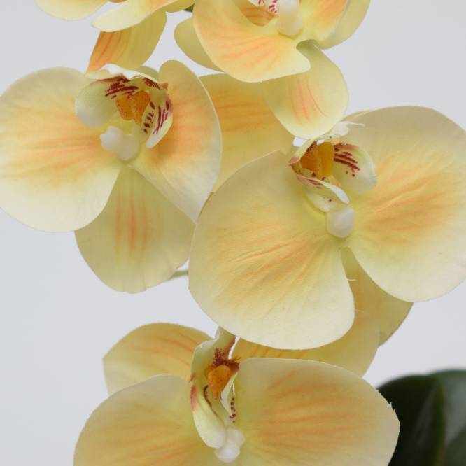 Orhidee artificiala Phalaenopsis crem in vas ceramic, 30 cm