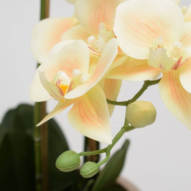 Orhidee artificiala Phalaenopsis crem  cu aspect 100% natural in vas ceramic, 70 cm