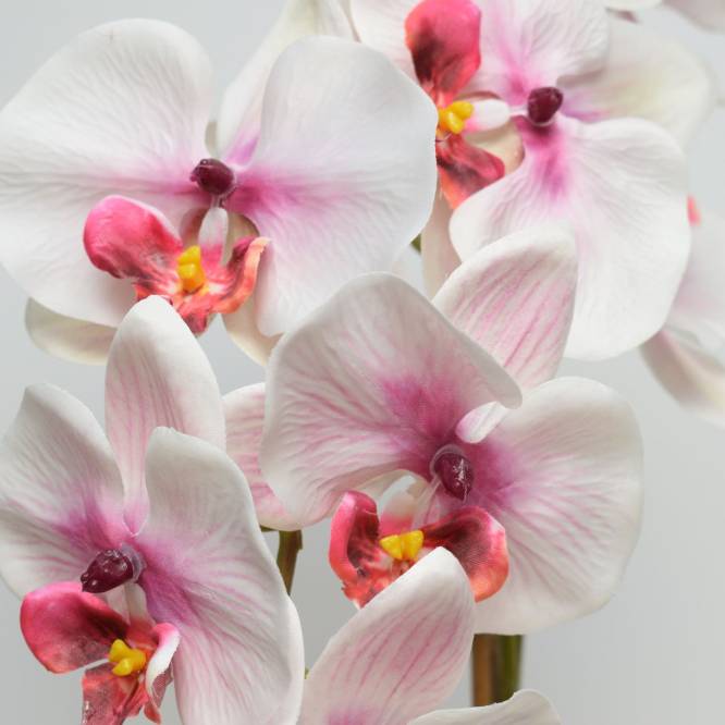 Orhidee Phalaenopsis roz-alb in vas ceramic gri, 58 cm