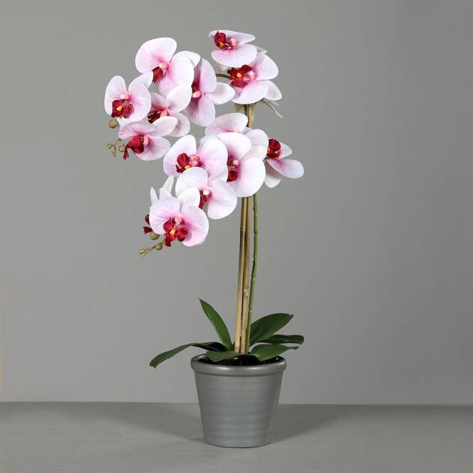 Orhidee Phalaenopsis roz-alb in vas ceramic gri, 58 cm